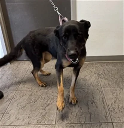 An adult large-sized female German Shepherd Dog dog named Muka for adoption in Los Angeles, CA