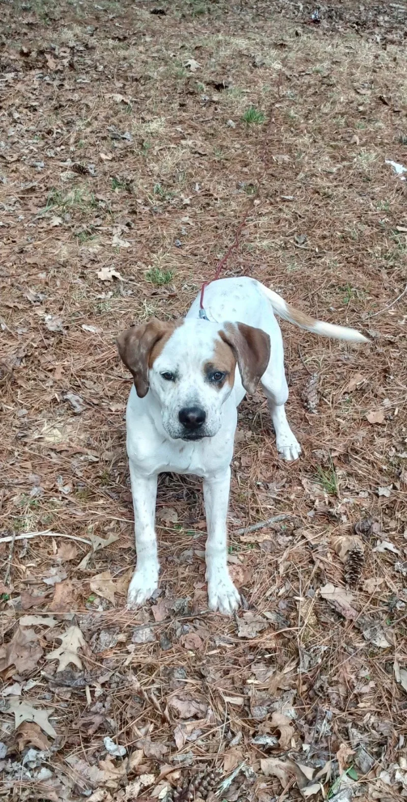 A young large-sized male Spaniel dog named Bucky for adoption in Blairsville, GA