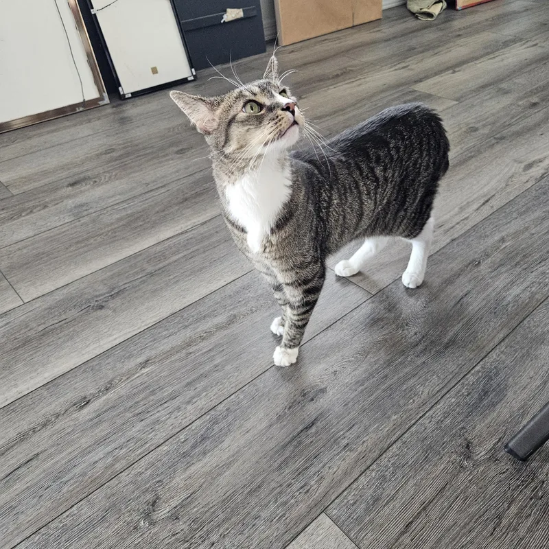 An adult medium-sized male American Shorthair cat named Tommy for adoption in Yarnell, AZ