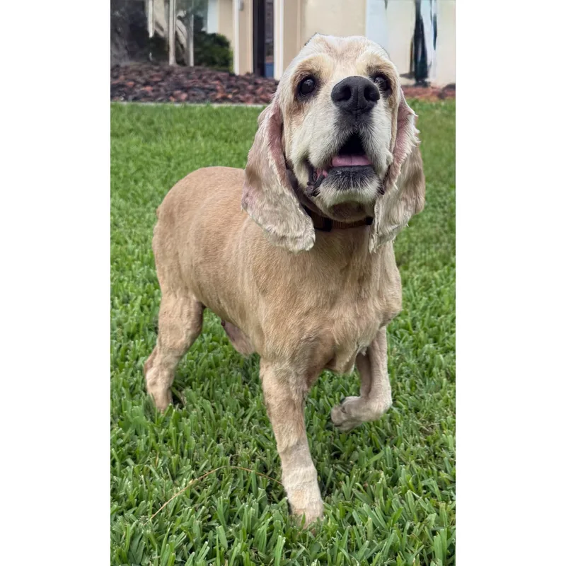 A senior medium-sized male Cocker Spaniel dog named Lucky for adoption in Cape Coral, FL
