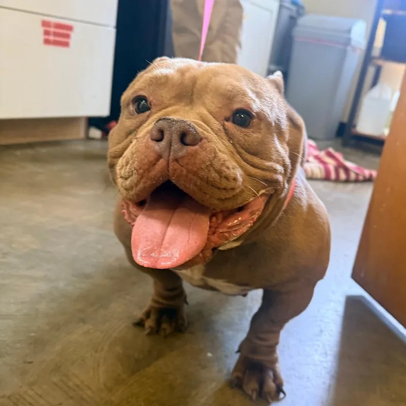 An adult medium-sized female Brown / Chocolate Mixed Breed dog named Serena for adoption in Corinth, MS