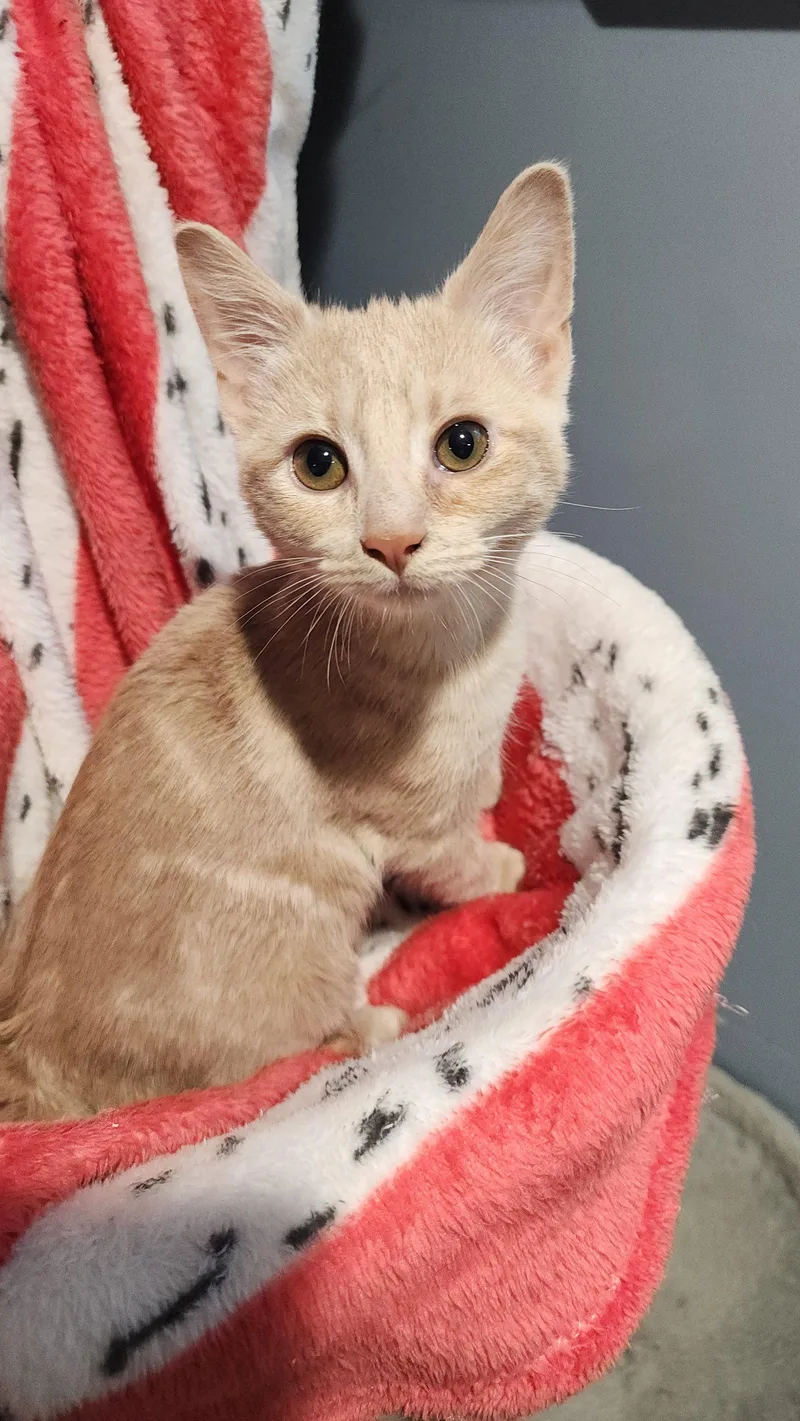 A baby medium-sized female Orange / Red Domestic Short Hair cat named Cherie for adoption in Walled Lake, MI