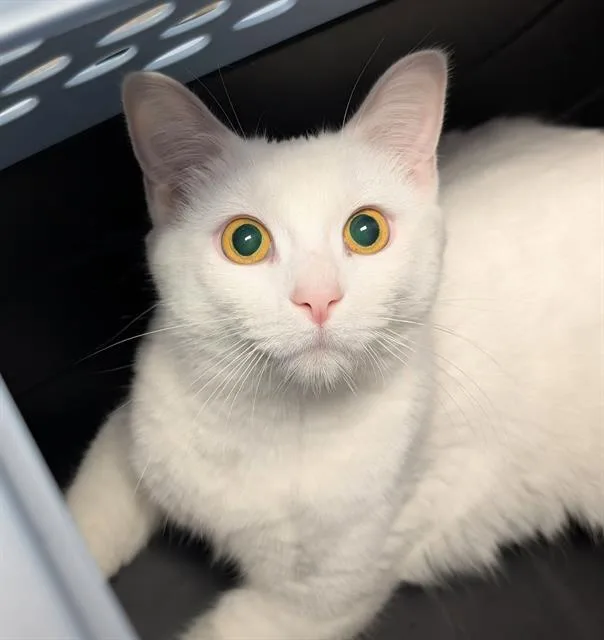 A young medium-sized female Domestic Short Hair cat named Magnolia for adoption in Canfield, OH