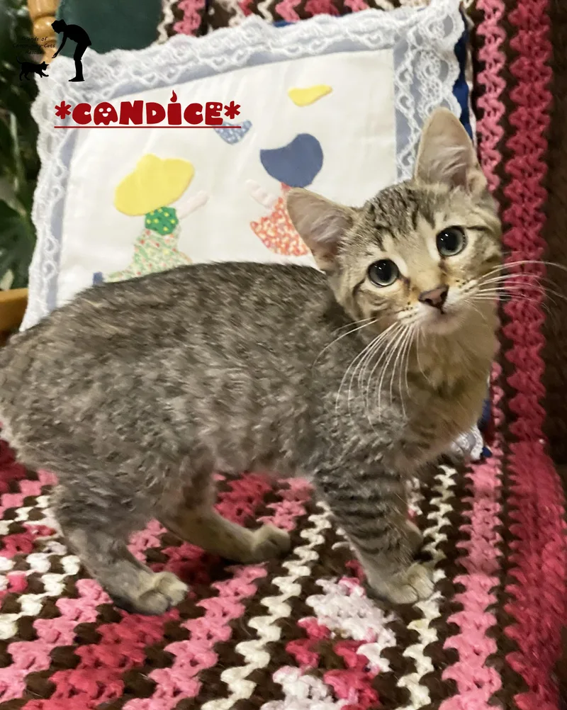 A baby small-sized female Tabby (Brown / Chocolate) Domestic Short Hair cat named Candice for adoption in Centerville, UT