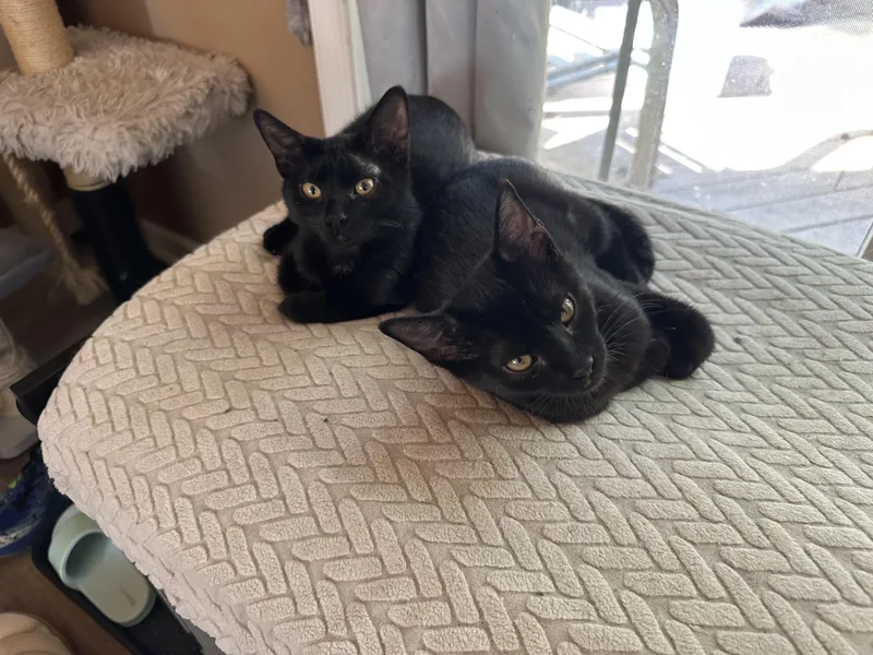 A baby medium-sized female Black Domestic Short Hair cat named Blissful Berry for adoption in Richmond, VA