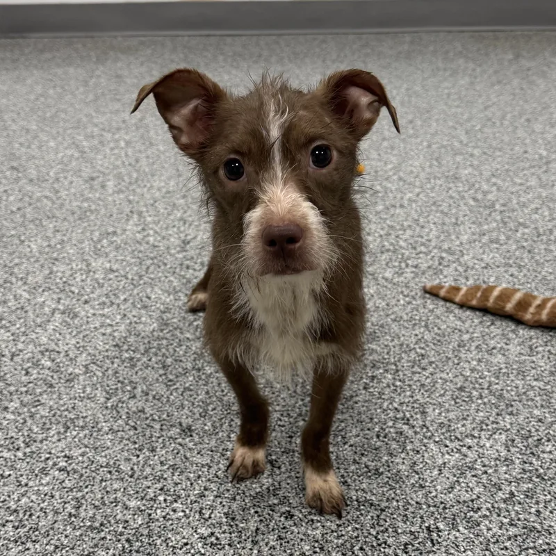 An adult small-sized female Brown / Chocolate Wirehaired Terrier dog named Tracy for adoption in Detroit, MI