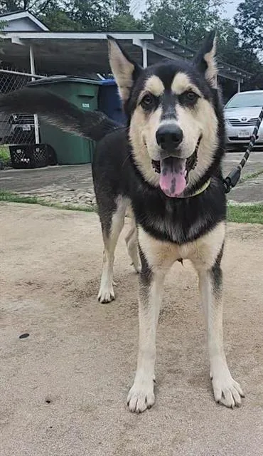 A young medium-sized male Husky dog named Kalluk for adoption in San Antonio, TX
