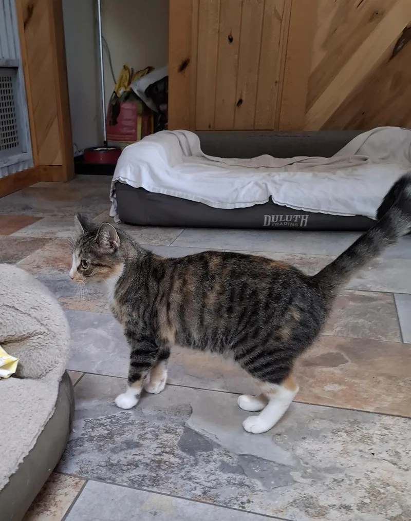 A young small-sized female Calico Tabby cat named Butternut for adoption in Manhattan, KS