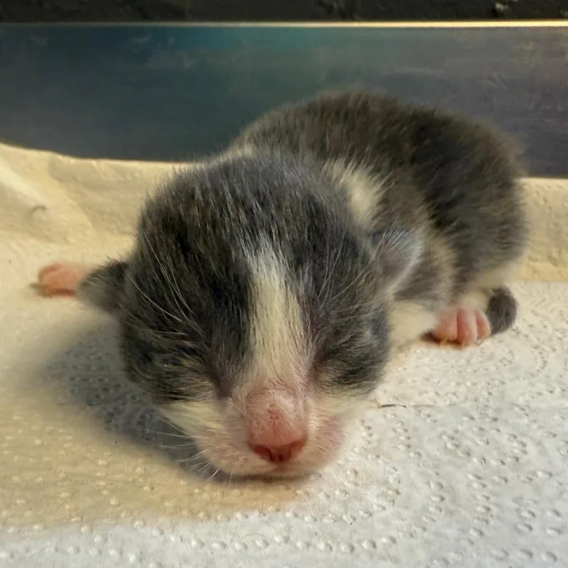 A baby small-sized male Gray / Blue / Silver Domestic Short Hair cat named Georgie for adoption in Tuscaloosa, AL