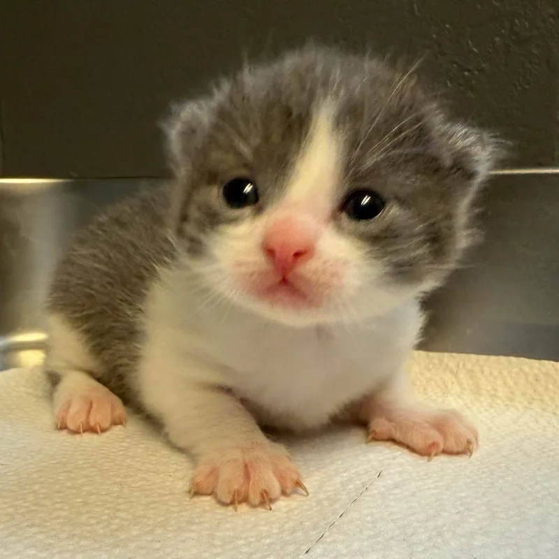 Georgie thumbnail 2