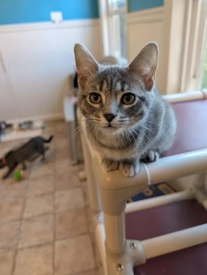 A baby small-sized female Domestic Short Hair cat named Maeve for adoption in Bloomsburg, PA