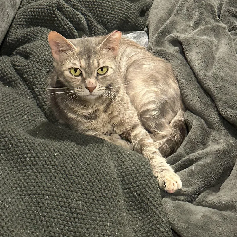 A young medium-sized female Dilute Calico Domestic Short Hair cat named Duchess for adoption in Lemoyne, PA