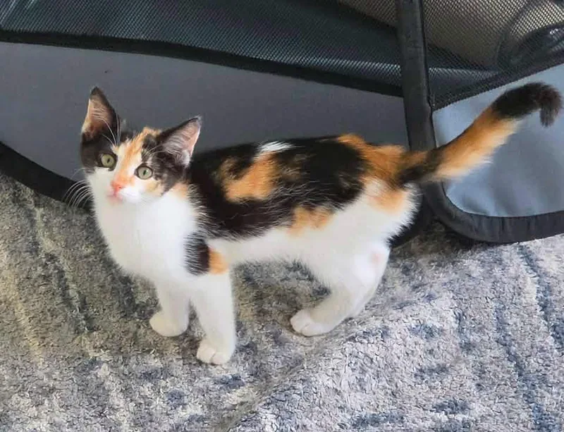 A baby medium-sized female Calico cat named Aggie for adoption in Calera, AL