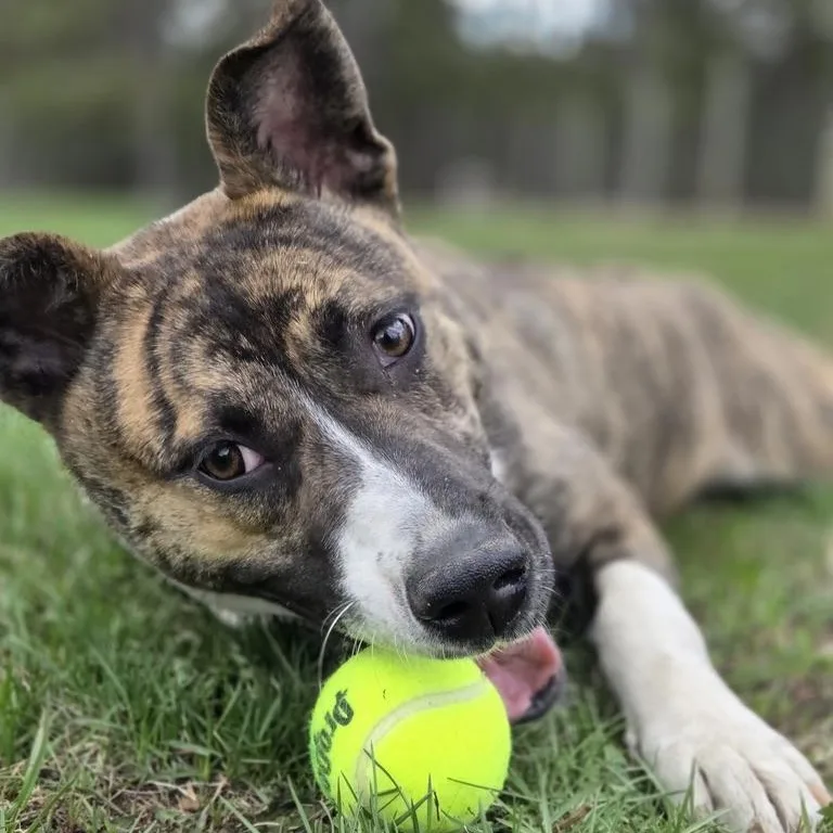 A young medium-sized female Brindle Pit Bull Terrier dog named Maya for adoption in Park Rapids, MN