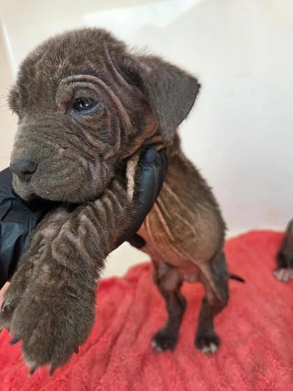 A young small-sized female Black Mixed Breed dog named Sirius for adoption in Mobile, AL