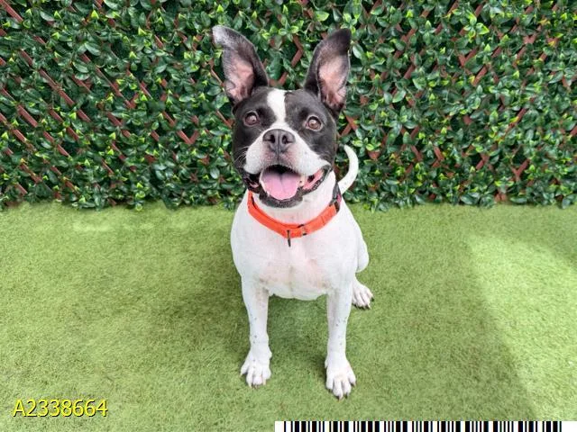 An adult large-sized female Mixed Breed dog named Roggie for adoption in West Palm Beach, FL