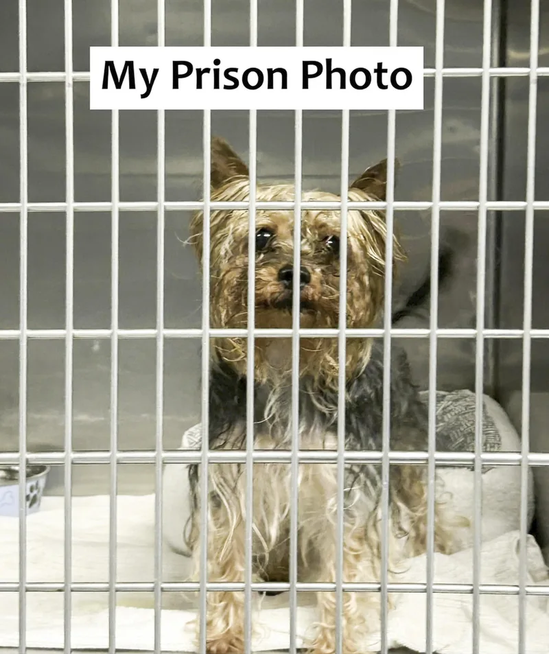 Georgie thumbnail 3