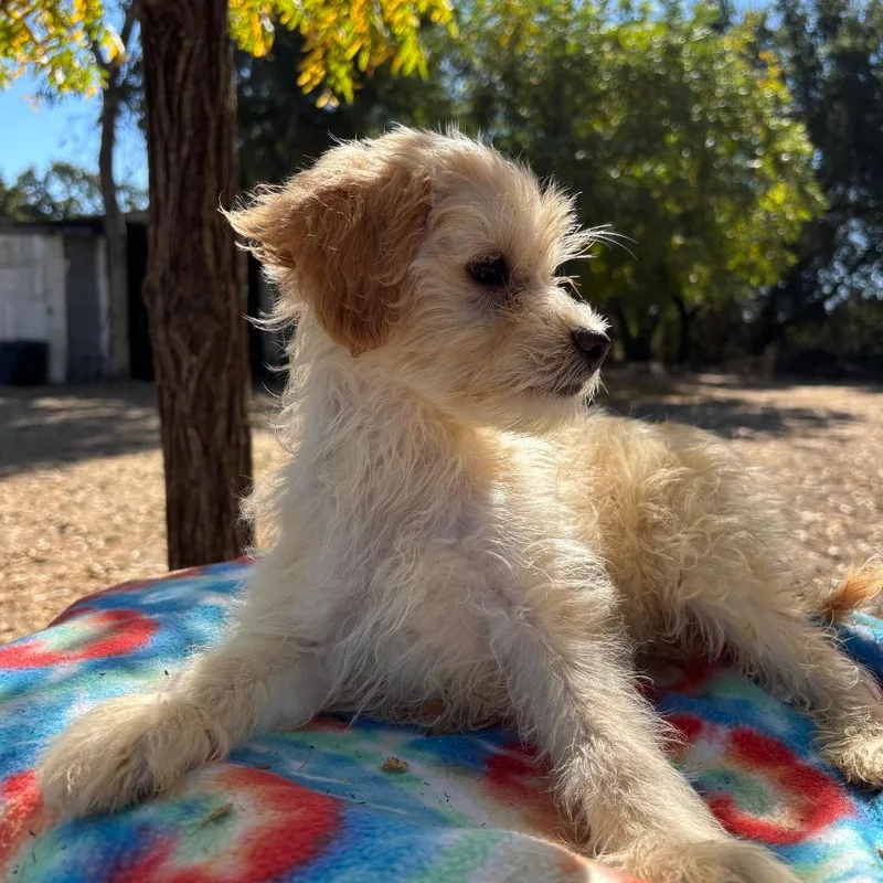 A baby small-sized female Poodle dog named Penny for adoption in Sonoma, CA