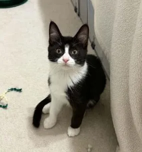 A baby medium-sized male Black & White / Tuxedo Domestic Short Hair cat named Wilder for adoption in Battle Creek, MI