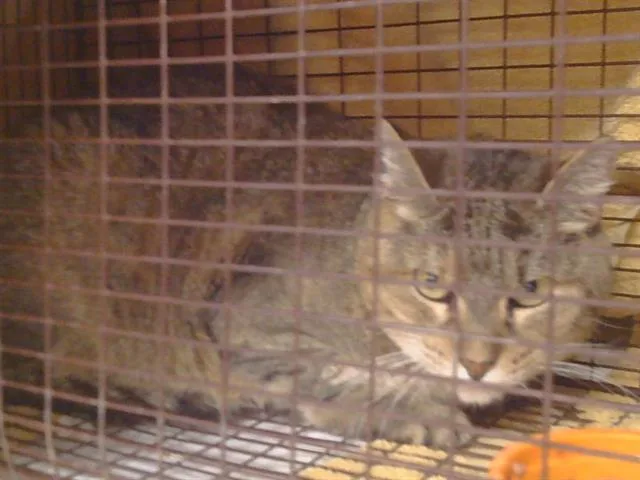An adult small-sized female Domestic Short Hair cat named Sonya for adoption in Sacramento, CA