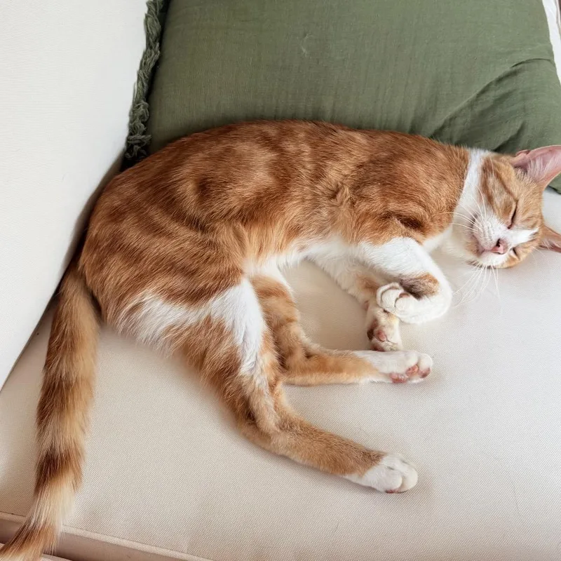 Pepperocini thumbnail 2