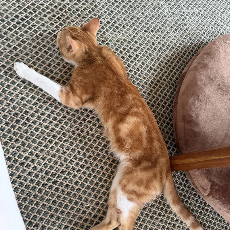 Pepperocini thumbnail 3