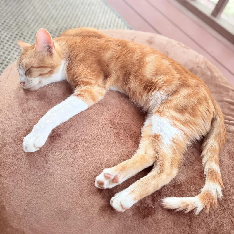 Pepperocini thumbnail 4