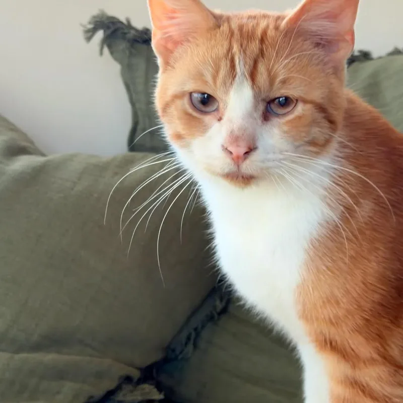 Pepperocini thumbnail 5