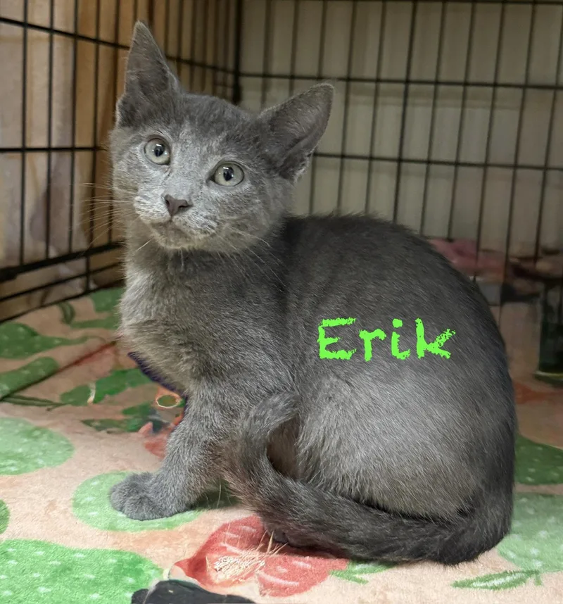 A baby medium-sized male Gray / Blue / Silver Domestic Short Hair cat named Erik for adoption in Pawleys Island, SC
