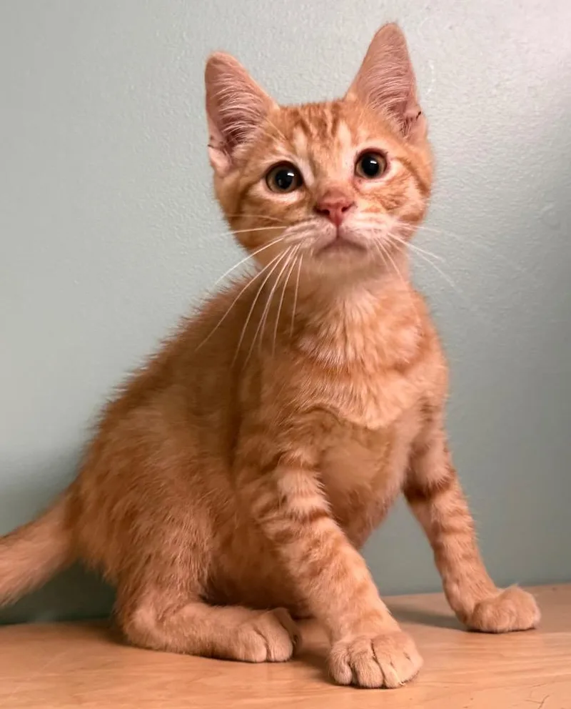 A baby medium-sized male Tabby (Orange / Red) Domestic Short Hair cat named Toast for adoption in Amery, WI