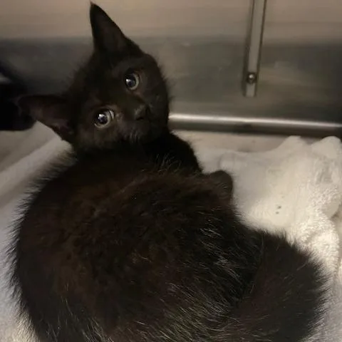 A baby small-sized male Black Domestic Medium Hair cat named Zeno for adoption in Dayton, OH