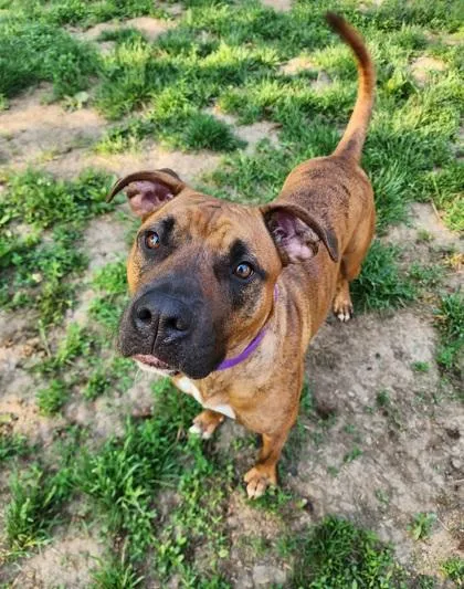 An adult medium-sized female Brindle Pit Bull Terrier dog named Honey for adoption in Lafayette, IN