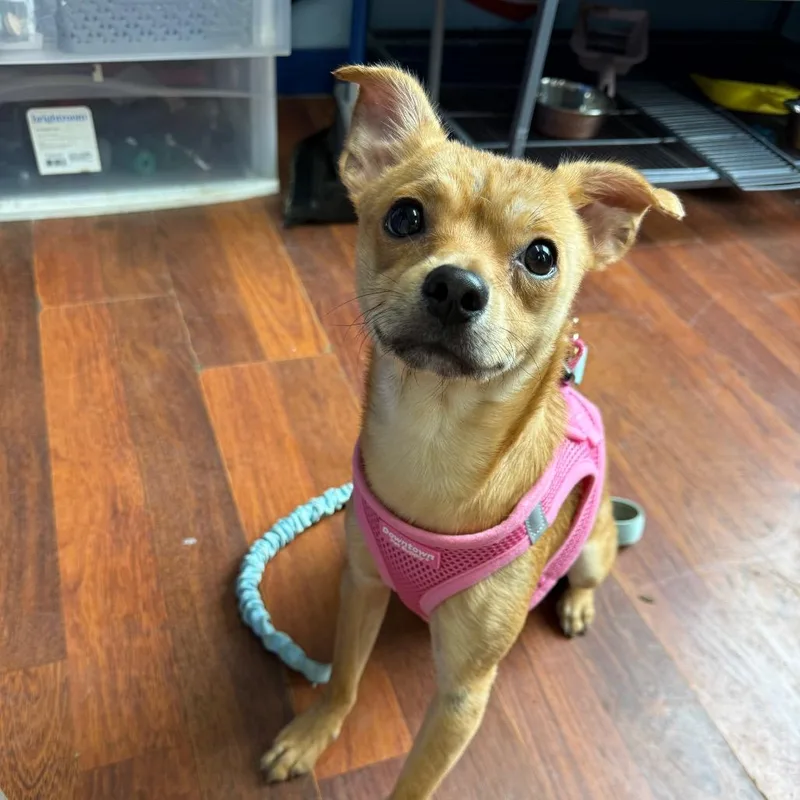 A young small-sized male Brown / Chocolate Chihuahua dog named Bobby for adoption in Wahiawa, HI