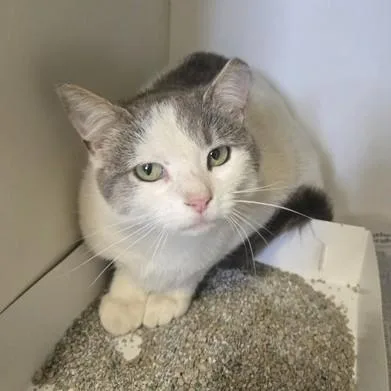 A young medium-sized female Gray & White Domestic Short Hair cat named Taylor for adoption in Phoenixville, PA