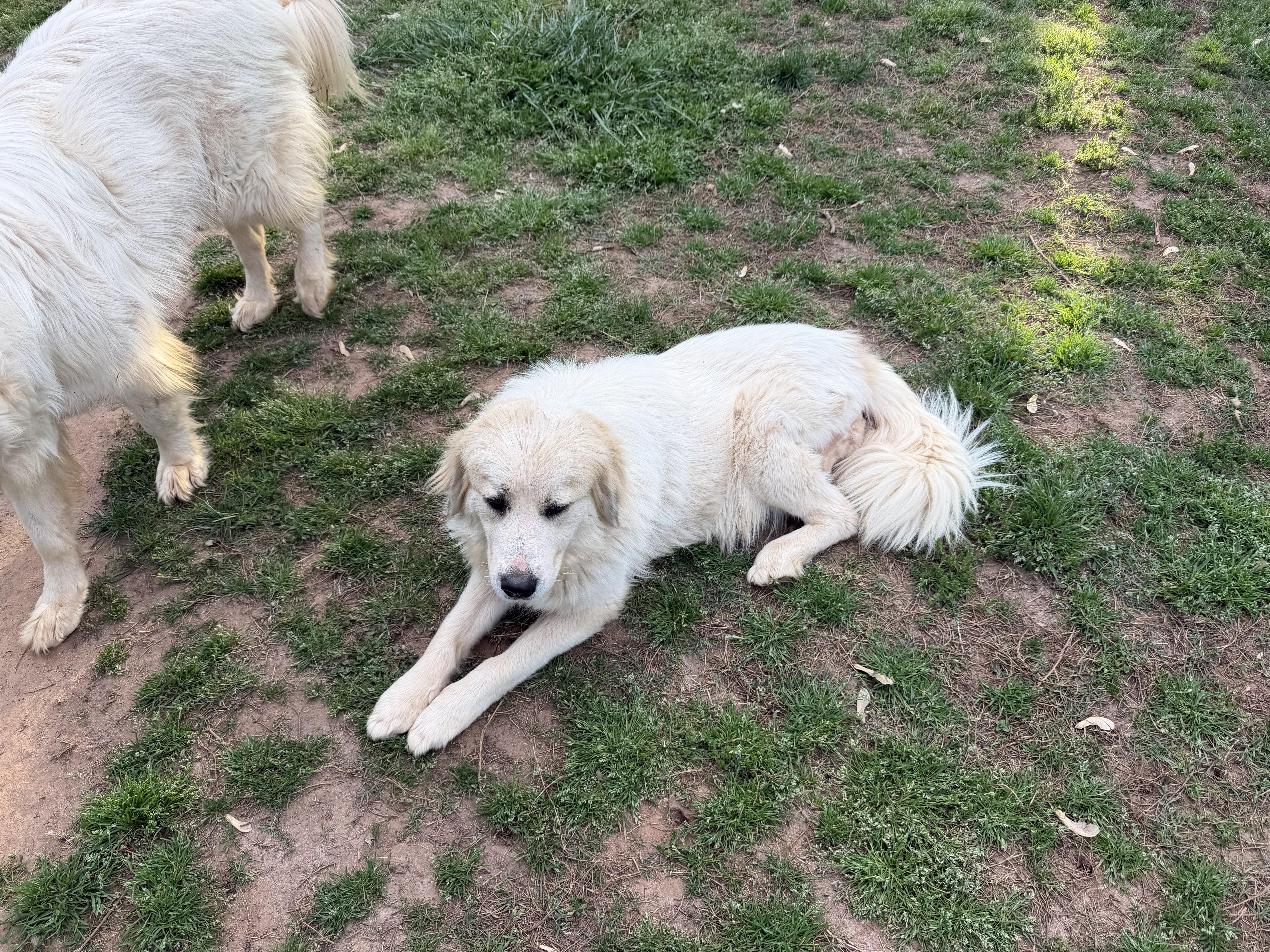 A young large-sized female White / Cream Great Pyrenees dog named Nova for adoption in Claremont, NC