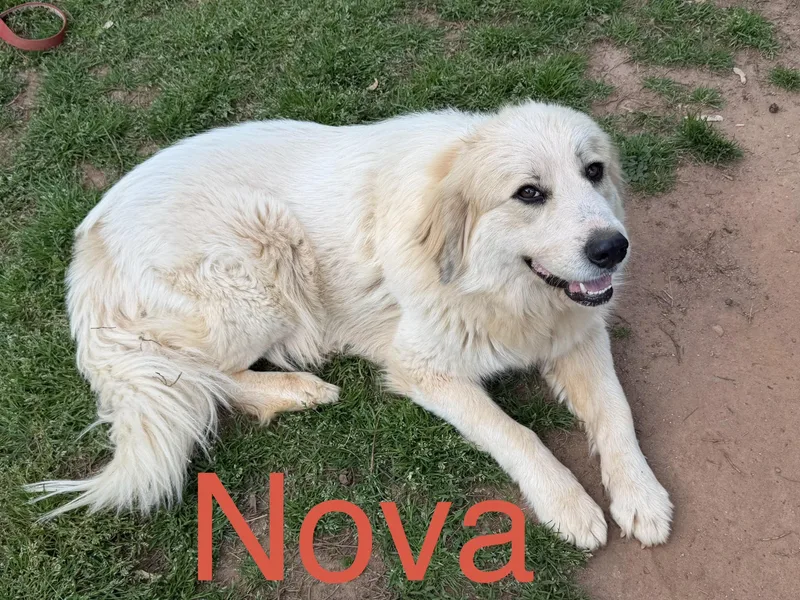 Nova thumbnail 3