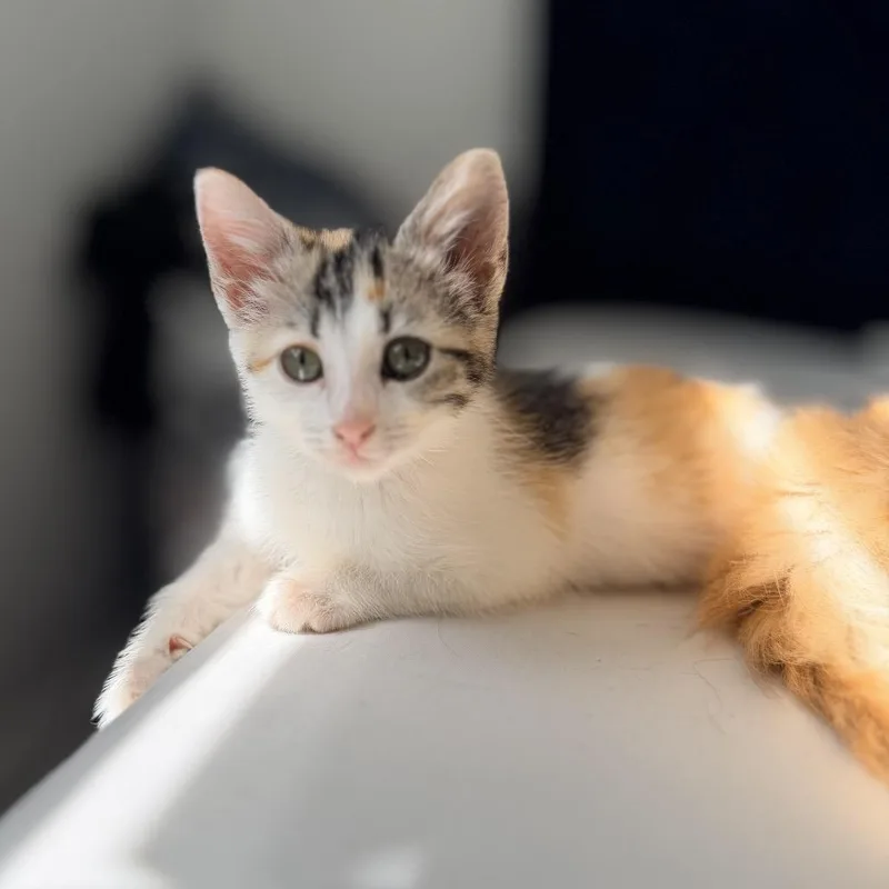 A baby small-sized female Calico Domestic Medium Hair cat named Autumn for adoption in Tustin, CA