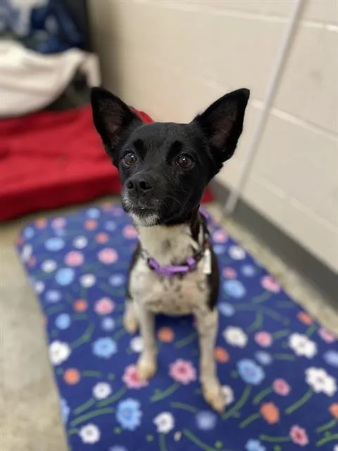 An adult small-sized female Rat Terrier dog named Princess for adoption in Fort Wayne, IN