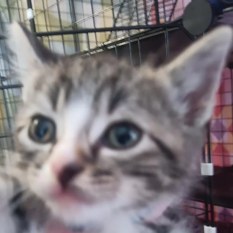 A baby small-sized male Brown / Chocolate Domestic Short Hair cat named Mittens for adoption in Marion, IL