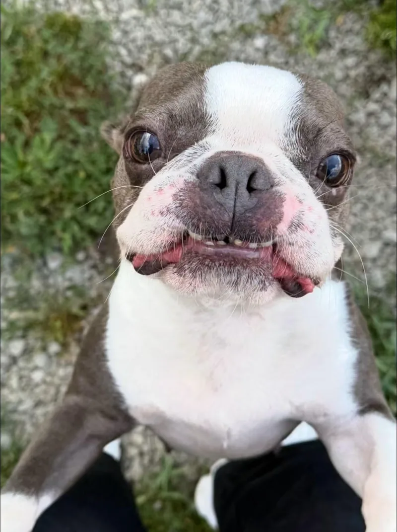 An adult small-sized female Boston Terrier dog named Olga for adoption in New Stanton, PA