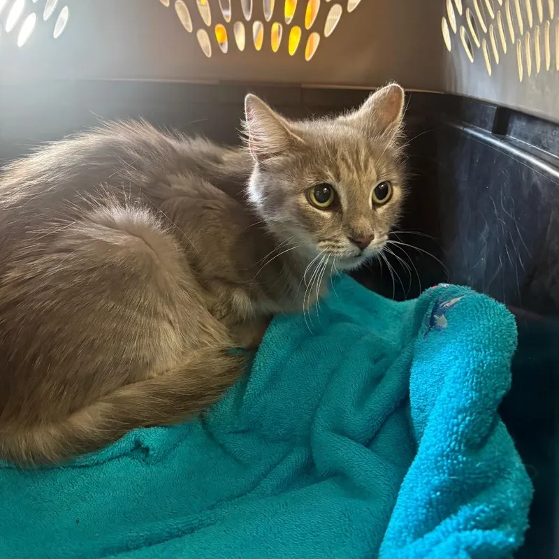 A young medium-sized female Brown / Chocolate Domestic Medium Hair cat named Allegra for adoption in Lake Jackson, TX