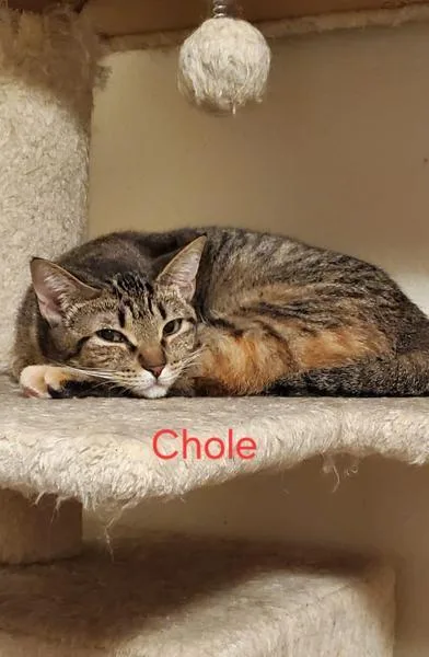 Chole thumbnail 5