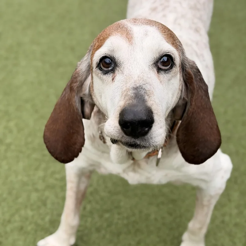 A senior large-sized female Coonhound dog named Risley for adoption in Mount Juliet, TN