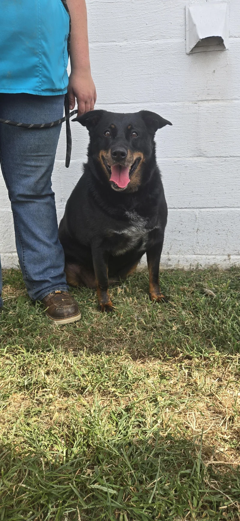 An adult medium-sized female Shepherd dog named Snookie for adoption in Berea, KY