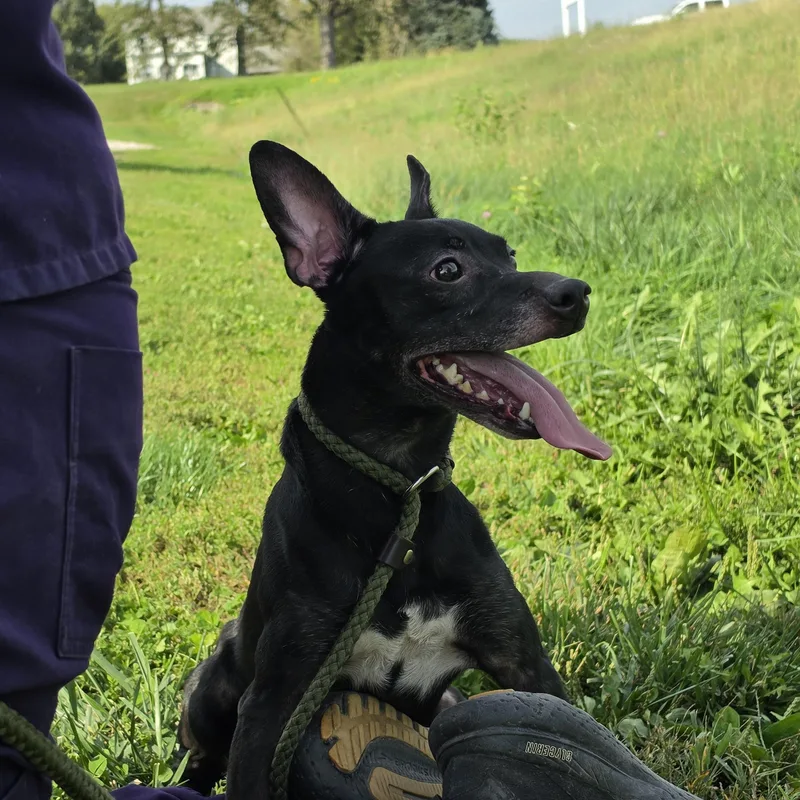 An adult small-sized male Black Miniature Pinscher dog named Biscuit for adoption in Elmhurst, IL