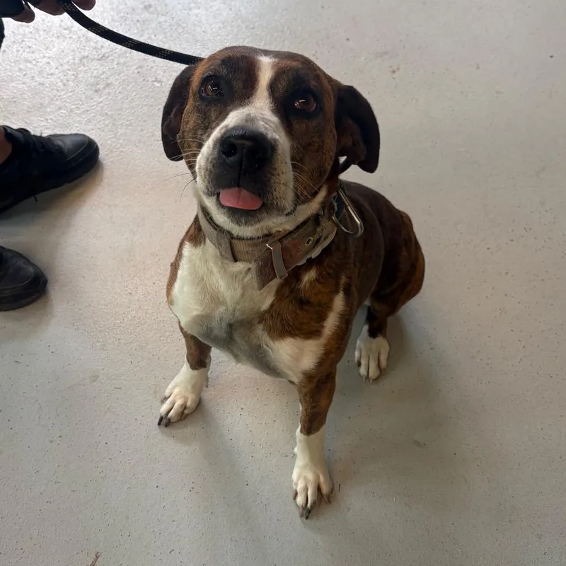 An adult medium-sized female Brindle Mixed Breed dog named Dossie for adoption in Huntington, WV