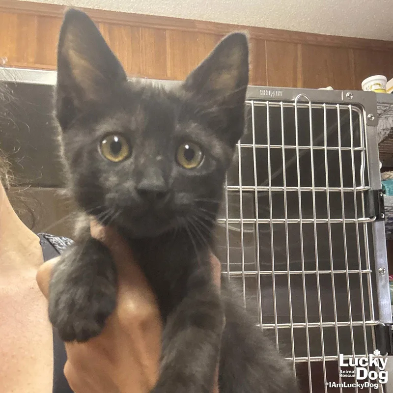 A baby medium-sized male Black Domestic Short Hair cat named Oxford for adoption in Washington, DC