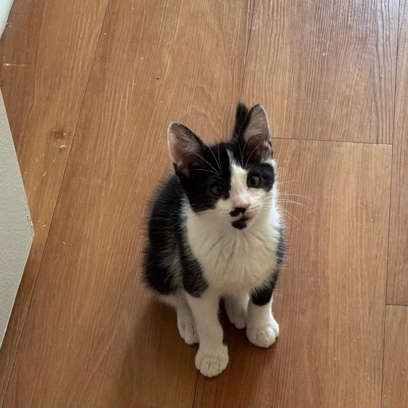 A baby medium-sized male Black Domestic Short Hair cat named Bobble for adoption in Chicago, IL