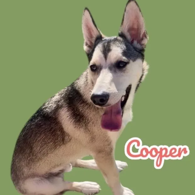 Cooper thumbnail 2