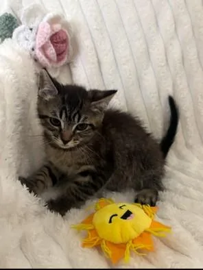 A baby medium-sized female Tabby (Brown / Chocolate) Tabby cat named Athena for adoption in Mission Viejo, CA